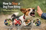 How to Stop a Dog From Biting: Effective Methods